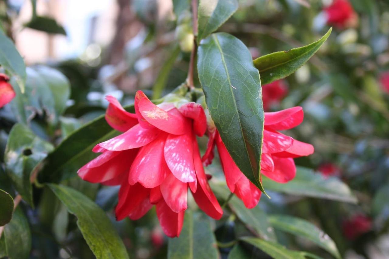 La Camelia D'Oro Apartamento Oggebio Exterior foto