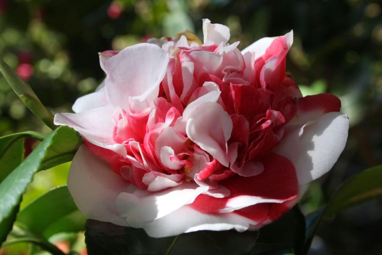 La Camelia D'Oro Apartamento Oggebio Exterior foto