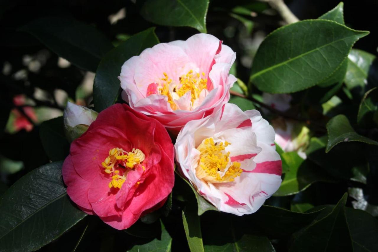 La Camelia D'Oro Apartamento Oggebio Exterior foto