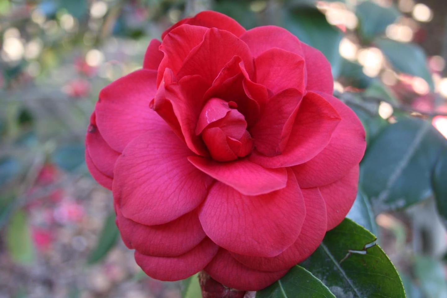La Camelia D'Oro Apartamento Oggebio Exterior foto