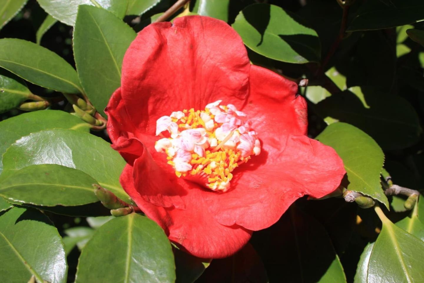 La Camelia D'Oro Apartamento Oggebio Exterior foto